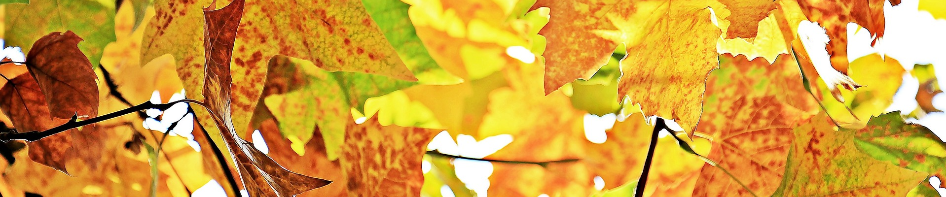 Untitled.png